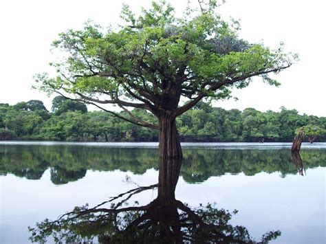 Anavilhanas Archipelago & National Park: Guardians of the Amazon | LAC Geo