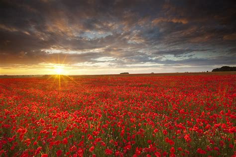 Salisbury Plain poppy field | view large...B l a c k M a g i… | Flickr