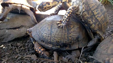 Eastern Box Turtle Mating - Courtship and copulation - YouTube