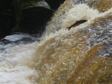 River Endrick – Loch Lomond Angling Improvement Association