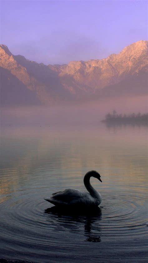 Swan in Mountain Lake Wallpaper - iPhone, Android & Desktop Backgrounds ...