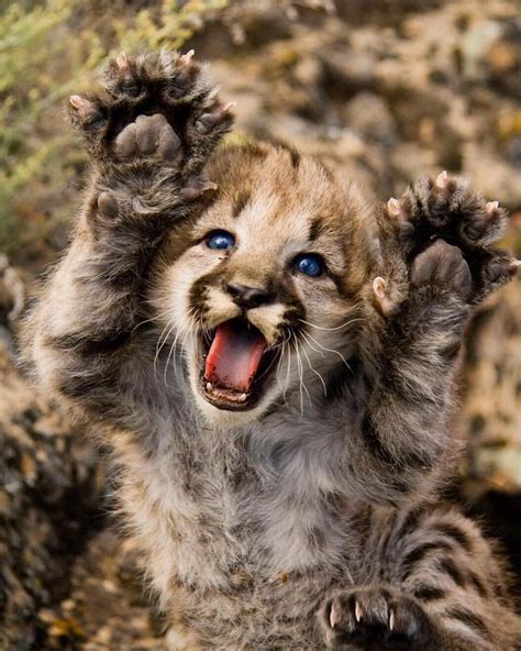 Baby mountain lion is the cutest thing I’ve ever seen! They are one of the largest cats in North ...