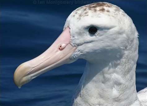 Antipodean Albatross photo image 1 of 24 by Ian Montgomery at birdway ...