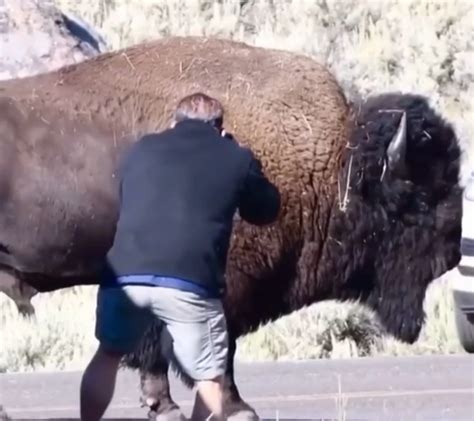 Geniuses Tempt Fate by Getting THIS Close to Yellowstone Bison