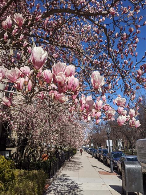 18 Lovely Things to Do in Boston in Spring: Flowers, Parks & More