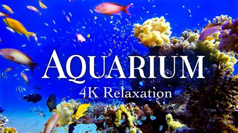 4K Aquarium w/ Calming Meditation Music ~ Tropical Fish Reef Tank & Jellyfish - YouTube