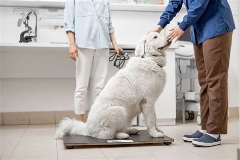 Obesity in Dogs: How to Help Your Dog Manage Their Weight