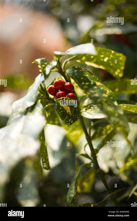 Aucuba japonica Marmorata with red berries Stock Photo - Alamy