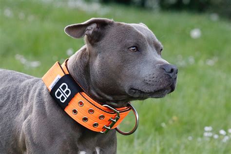 BullyBillows - Quality Dog Collars and Dog Leads