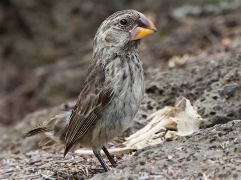 Large Ground-Finch - eBird