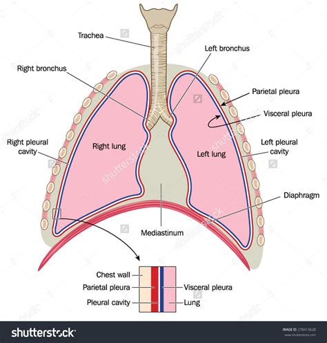 The lungs, trachea and bronchi, mediastinum and detail of chest wall ...