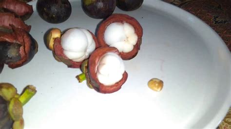 Eating Mangosteens - Exotic Fruit - Tropical Season - Fruitarian - YouTube