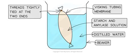 AQA A Level Biology复习笔记3.3.5 Visking Tubing Practical-翰林国际教育