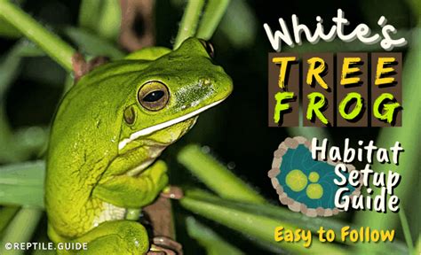 White's Tree Frog Habitat Setup Guide (Easy to Follow)