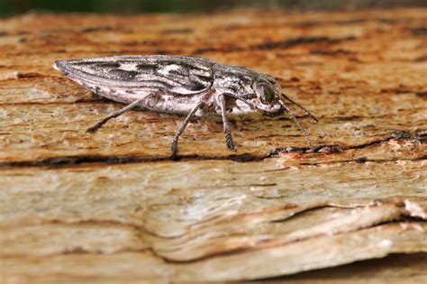 Sculptured Pine Borer Beetle on Utility Pole | Steve Creek Wildlife Photography