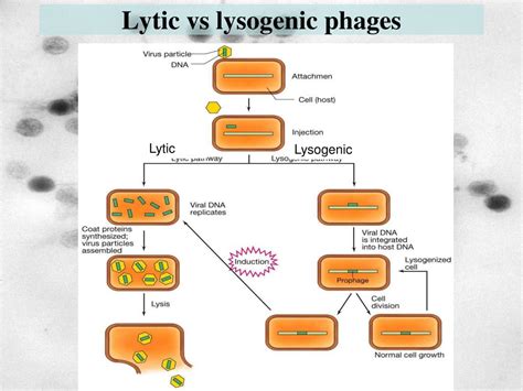 PPT - Phage therapy PowerPoint Presentation, free download - ID:6772460