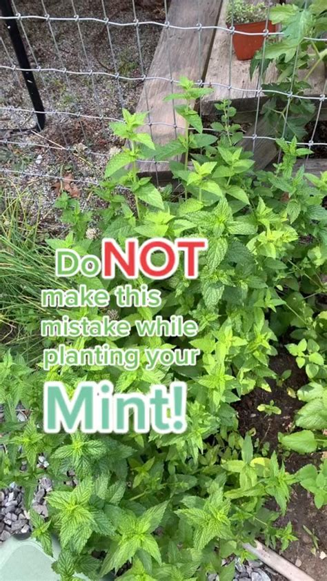 How to plant mint gardeninghack gardentips mintplant howtoplant ...