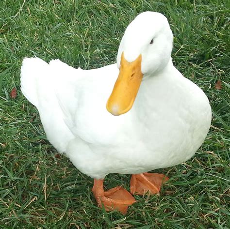 Duck Breed Focus - Pekin