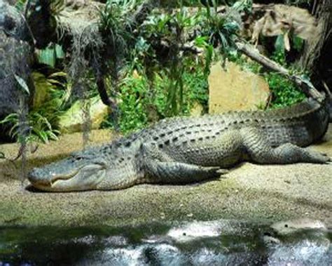 Best Jungle Life: Crocodiles & Crocodile Pics