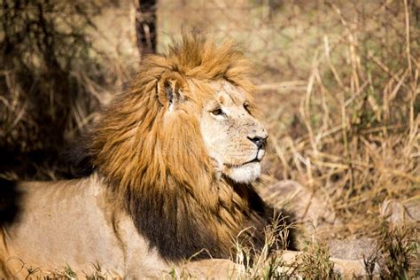 Lion in a Game Park in Zimbabwe Stock Image - Image of lions, harare ...