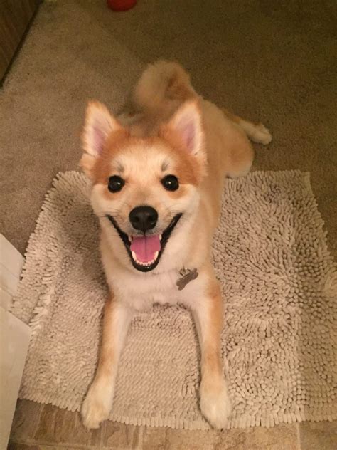 Pom Shi (Shiba Inu Pomerian Mix) Dog Info, Temp, Puppies & Pictures