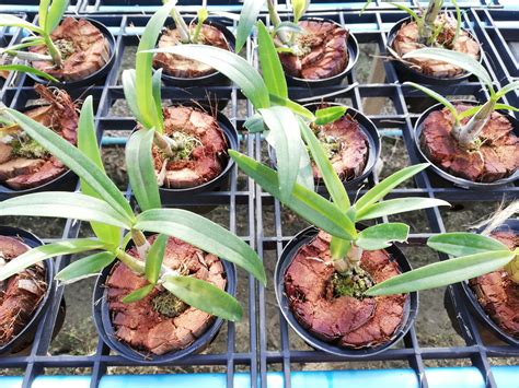 How to Propagate Orchids: Complete Guide - Brilliant Orchids