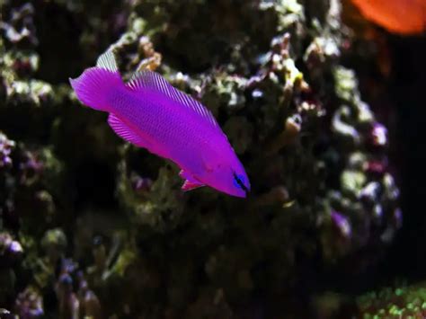 The Complete Orchid Dottyback Care Guide | Fishkeeping World