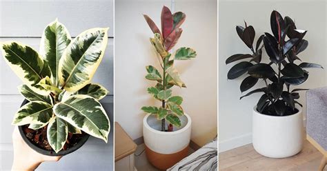 10 Types of Rubber Plant | Best Ficus Elastica Varieties