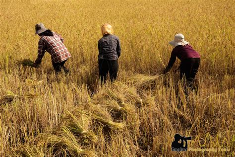 Rice Harvesting Cambodia