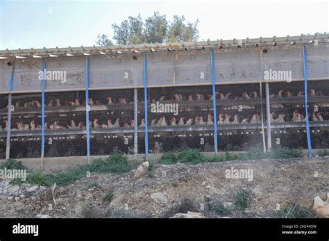 Egg farming. Hens in batteries. Photographed in Israel. The practice of ...