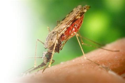 Anopheles – MosquitoControl.net