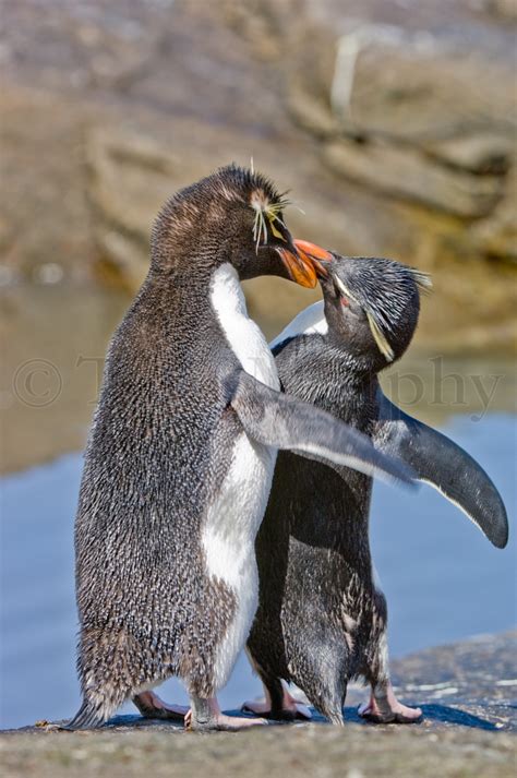 Rockhopper Penguin Hug – Tom Murphy Photography