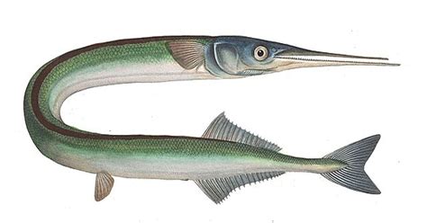 Needlefish - Everything About the Mysterious Resident of the Ocean ...