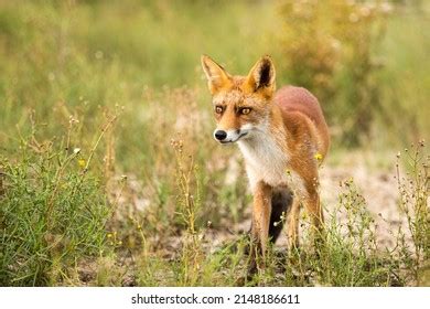 Red Fox Standing Green Nature Background Stock Photo 2148186611 | Shutterstock