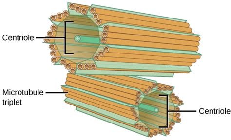 Comparing Animal and Plant Cells | Cell Structure