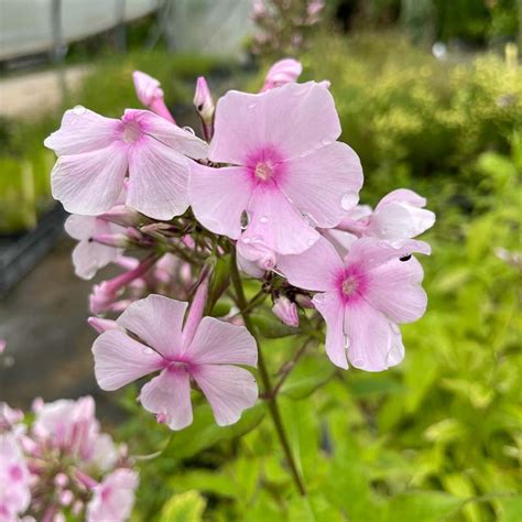 Phlox paniculata Sommer Bouquet - Plantes vivaces - Le châtel des vivaces