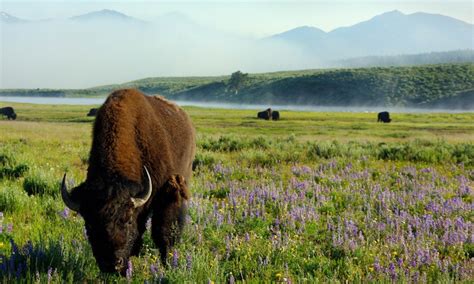 The Best of West Yellowstone - Yellowstone National Park Vacation Packages - AllTrips