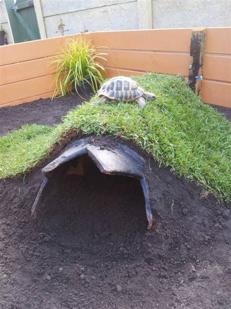 16 best Outside leopard tortoise habitat images on Pinterest | Tortoise habitat, Turtle habitat ...