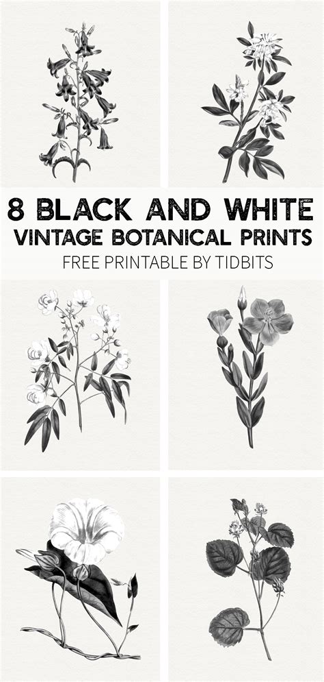 FREE Black and White Vintage Botanical Prints - Tidbits