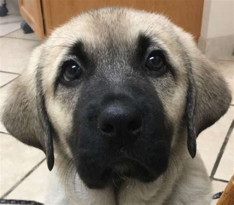 2024 Kangal Puppies For Sale at Von Tassen Farm | Kentucky