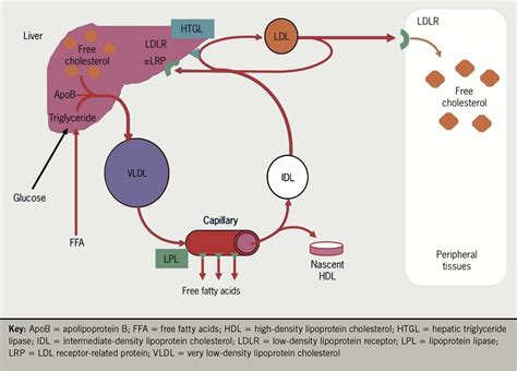 Lipids module 1: lipid metabolism and its role in atherosclerosis - The British Journal of ...