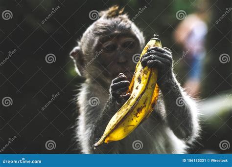 Cute Shot of a Monkey Peeling Banana Stock Image - Image of jungle ...