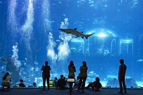 Visitar Poema del Mar Aquarium en Las Palmas de Gran Canaria en España • Carpe Diem Tours