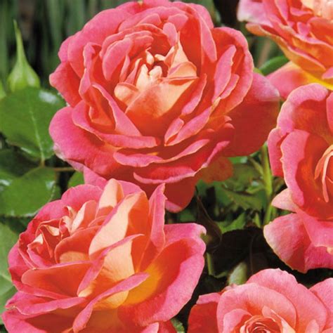 Shazam! Floribunda Rose | Rose, Floribunda roses, Rose care