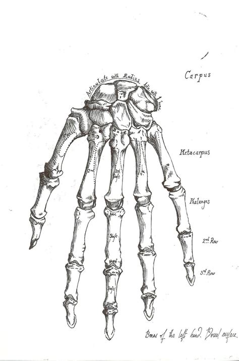 Hand Anatomy by Rabecio-Hart-Thaligy on DeviantArt