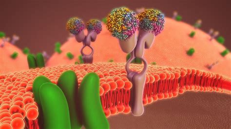 Cell Membrane - The Definitive Guide | Biology Dictionary