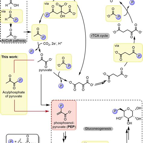 Phosphorylation reactions in core metabolism. Examples of acyl... | Download Scientific Diagram