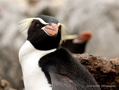 "Snares Island Penguin" by Gina Ruttle (Whalegeek) | Redbubble