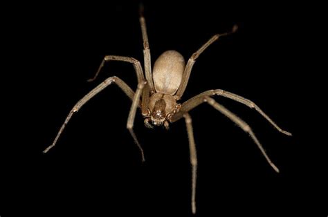 Poisonous flesh-eating spider bite sees Briton almost lose leg | Home News | News | The Independent