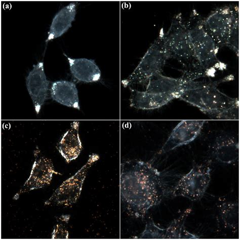 Using gold nanoparticles for cancer imaging and drug delivery